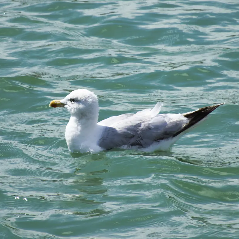 La Rochelle, septembre 2023